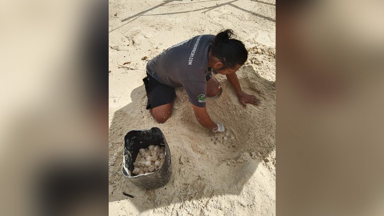 Over 200 olive ridley sea turtle eggs relocated in Boracay to boost survival