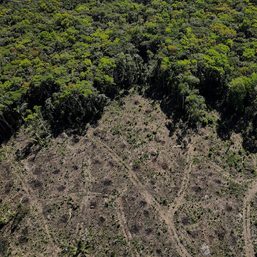 Biggest rainforest nations form triple alliance to save jungle