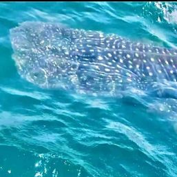 WATCH: Close encounter with whale sharks in Tayabas Bay, Quezon
