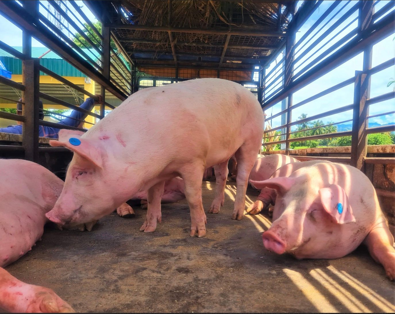 Pork shortage feared amid culling of hogs to contain African swine fever