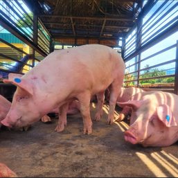 5th Iloilo town reports African Swine Fever