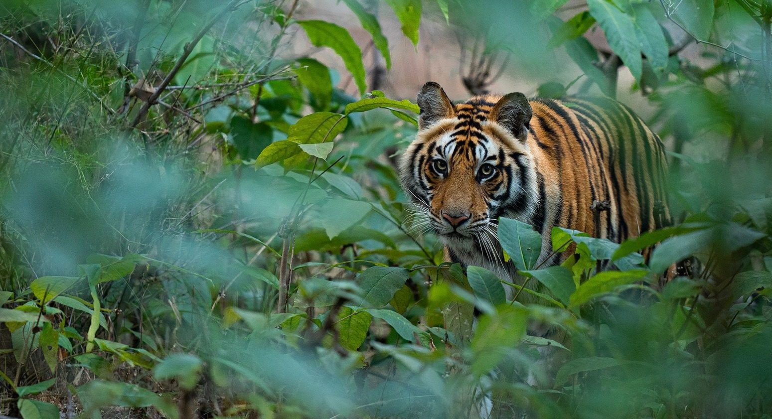 Tiger seizures up in parts of Asia despite conservation efforts