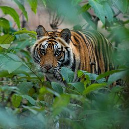 Tiger seizures up in parts of Asia despite conservation efforts