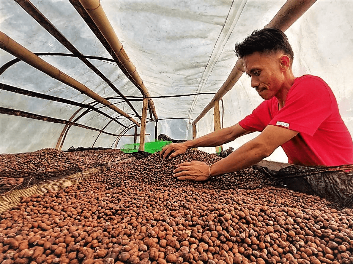 Northern Mindanao struggles as coffee farming declines despite national increase
