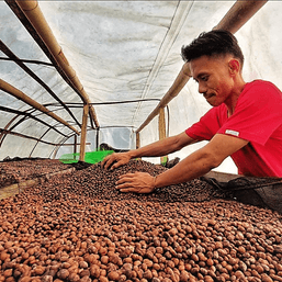 Northern Mindanao struggles as coffee farming declines despite national increase