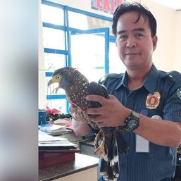 ‘Starving’ serpent eagle caught scavenging at Mati City food store