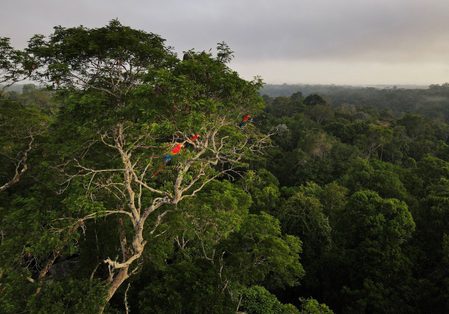 Brazil launches first anti-deforestation raids under Lula bid to protect Amazon