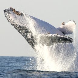 For whales, study shows gigantism is in the genes