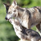 Asha the wolf, captured in the US, to be shipped to Mexico