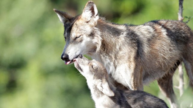 Asha the wolf, captured in the US, to be shipped to Mexico