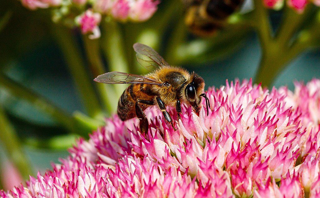 EU to promote ‘buzz lines’ to help reverse decline of bees by 2030