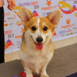 IN PHOTOS: All the good dogs at the PCCI Philippine Circuit 2023