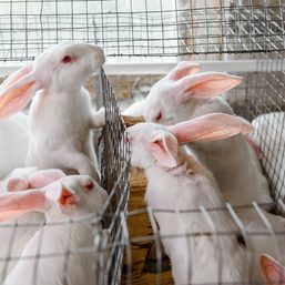 Aklan farmers shift to rabbit production as food alternative