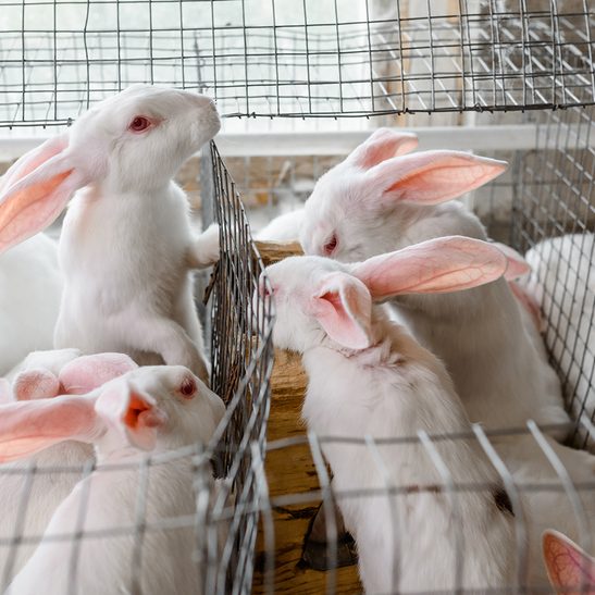 Aklan farmers shift to rabbit production as food alternative