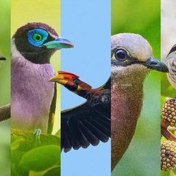 From buzzards to starlings: Mindanao birding in 12 days