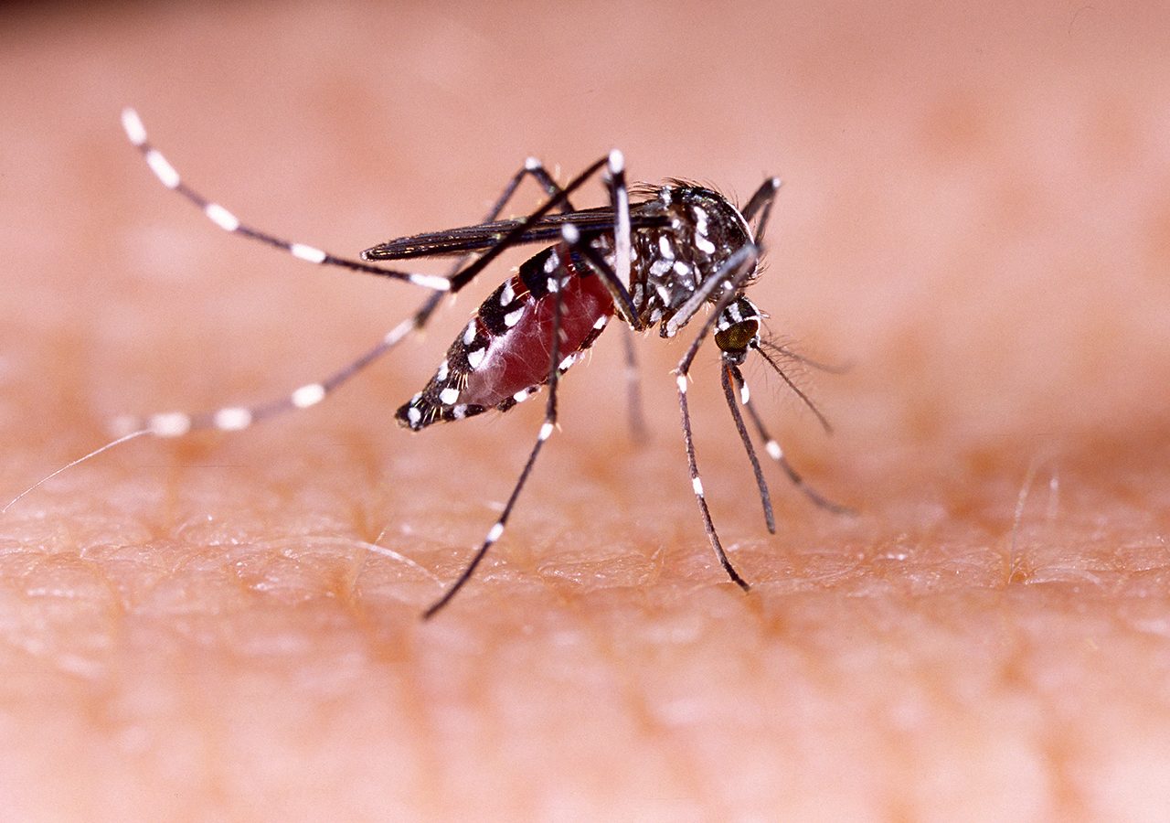 FAST FACTS: Things to know about Chikungunya virus