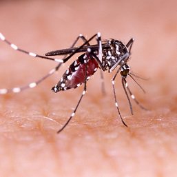 FAST FACTS: Things to know about dengue
