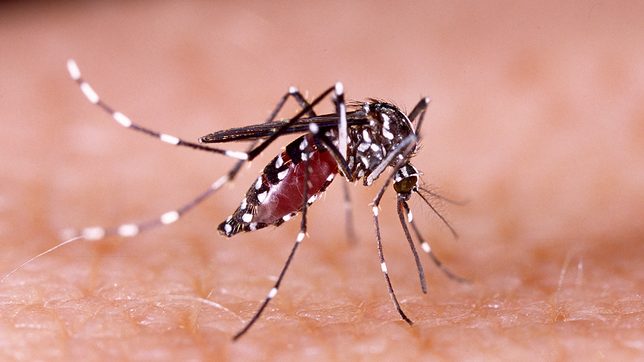 FAST FACTS: Things to know about dengue