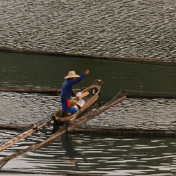 South Cotabato lake fish kill forces tilapia raisers to begin harvest