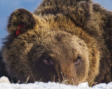 Italy mourns death of greedy mountain bear Juan Carrito