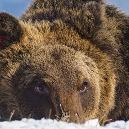 Italy mourns death of greedy mountain bear Juan Carrito