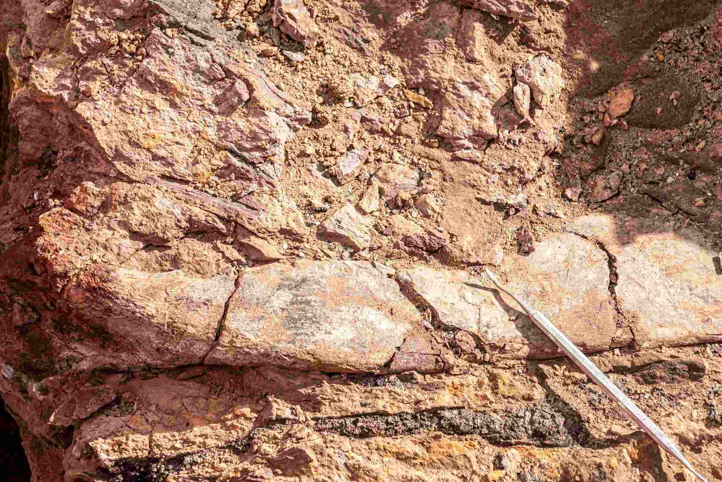 Scientists unearth megaraptors, feathered dinosaur fossils in Chile’s Patagonia