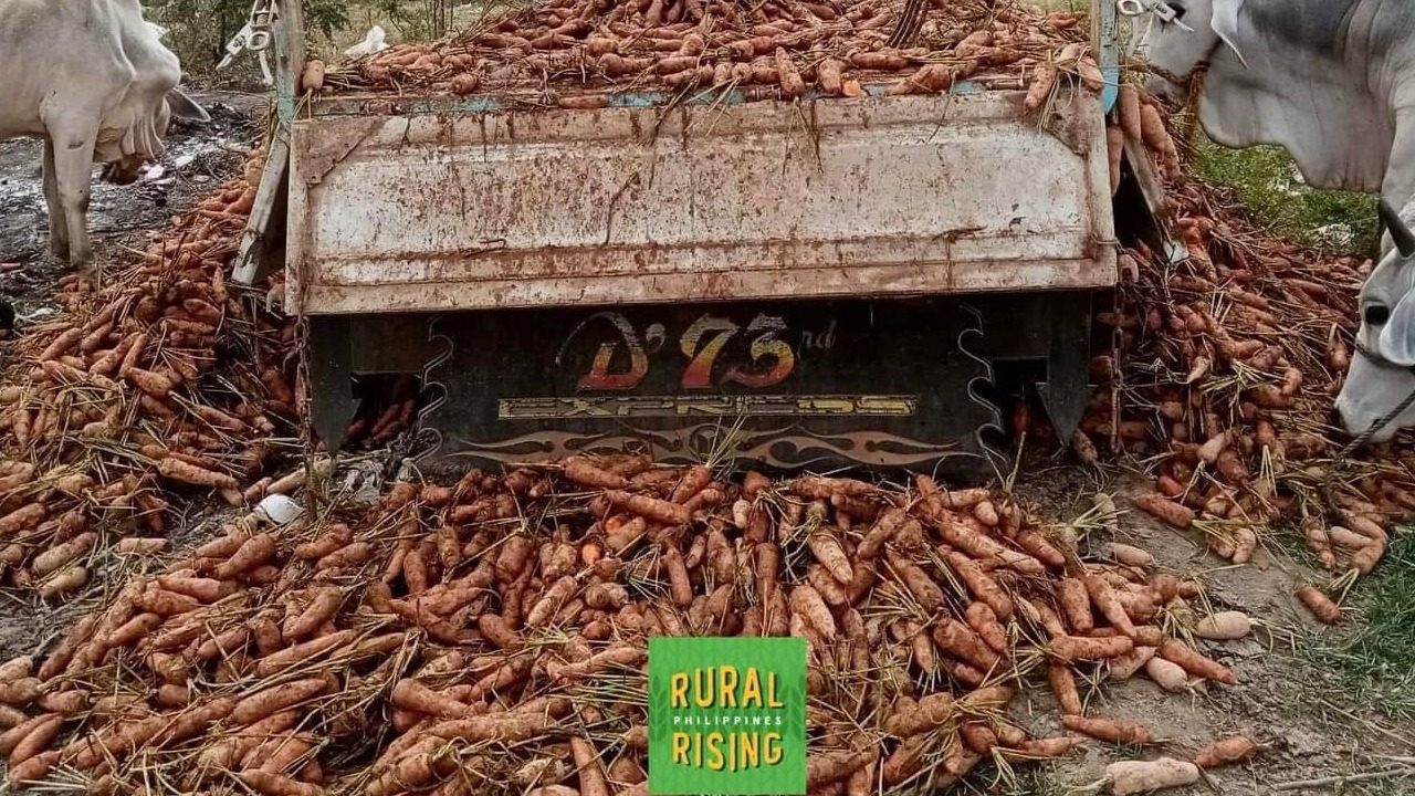 Rescue buy! Get 6 kilos of carrots for P299 from Benguet
