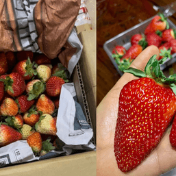 Berry sulit! Get 1 kilo of jumbo strawberries from Benguet for P599