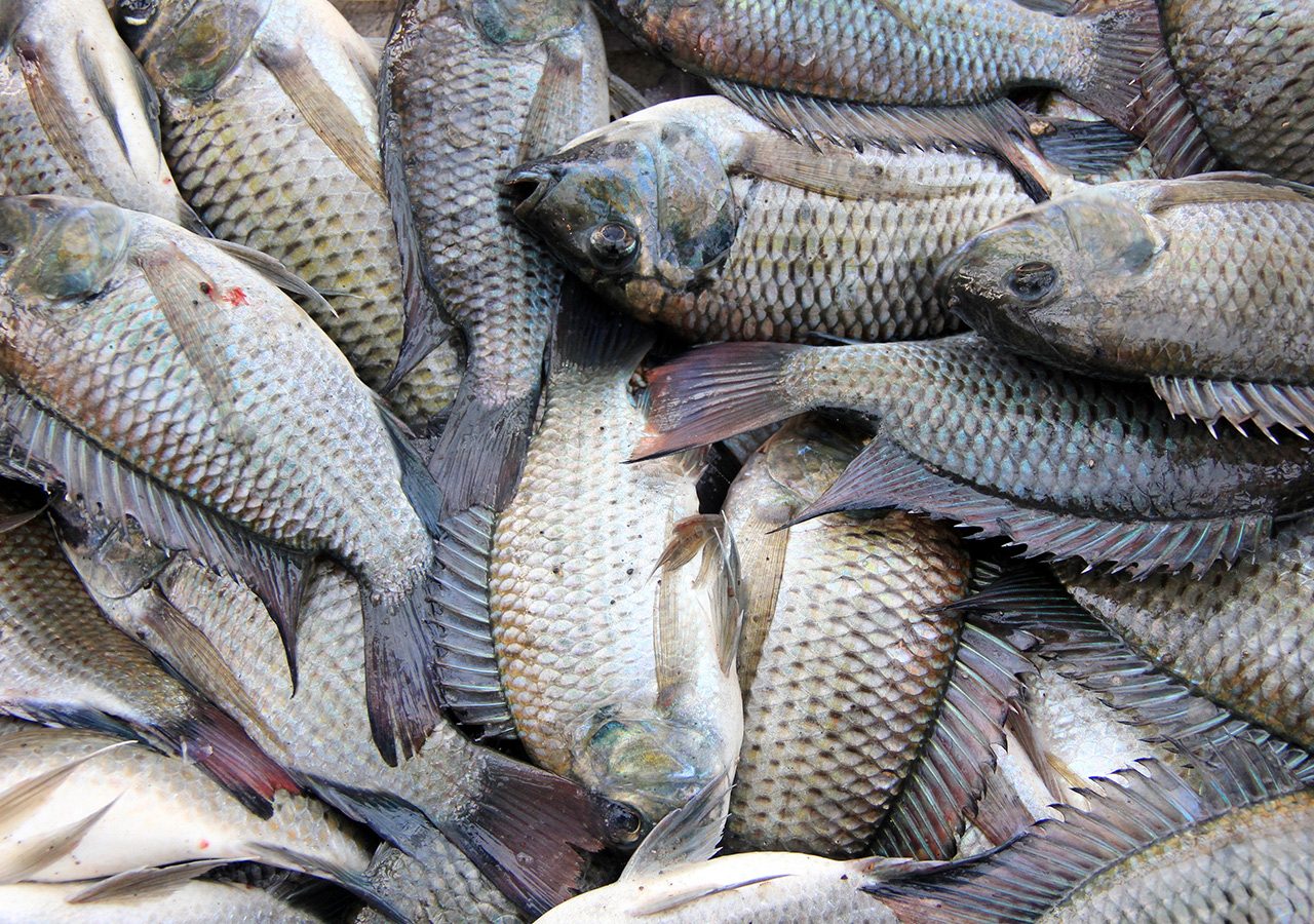 Tilapia losses soar as new fish kill hits South Cotabato lake