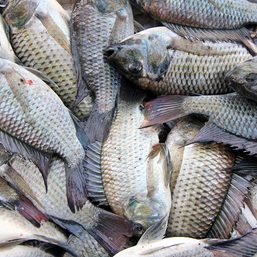 Tilapia losses soar as new fish kill hits South Cotabato lake