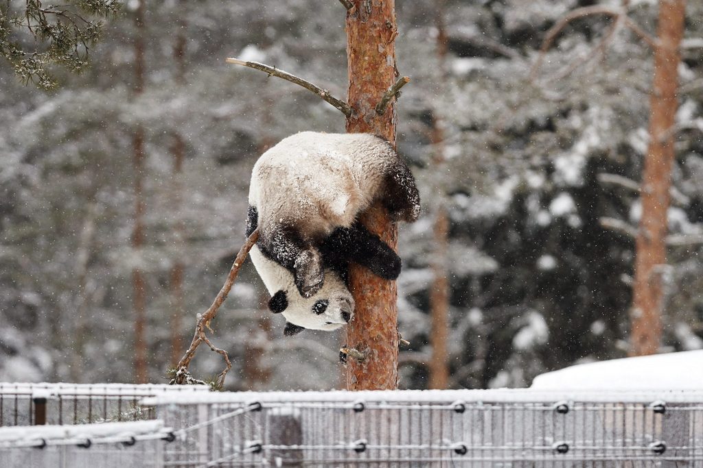 Kebun binatang Finlandia yang kekurangan uang mungkin harus mengembalikan panda raksasa ke China