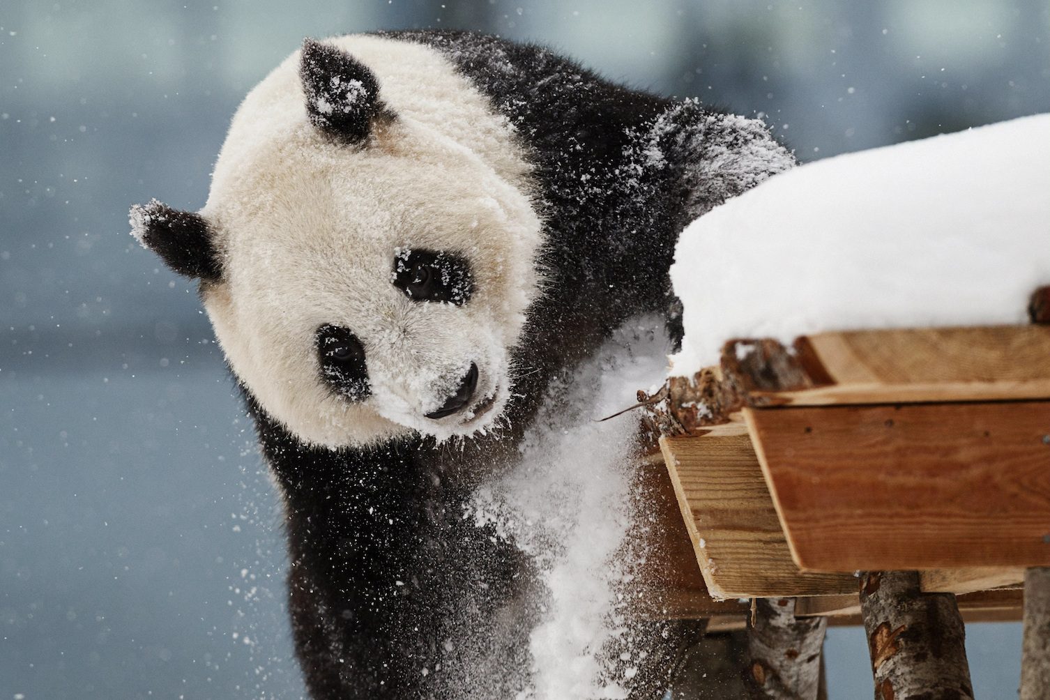 Cash-strapped Finnish zoo may have to return giant pandas to China