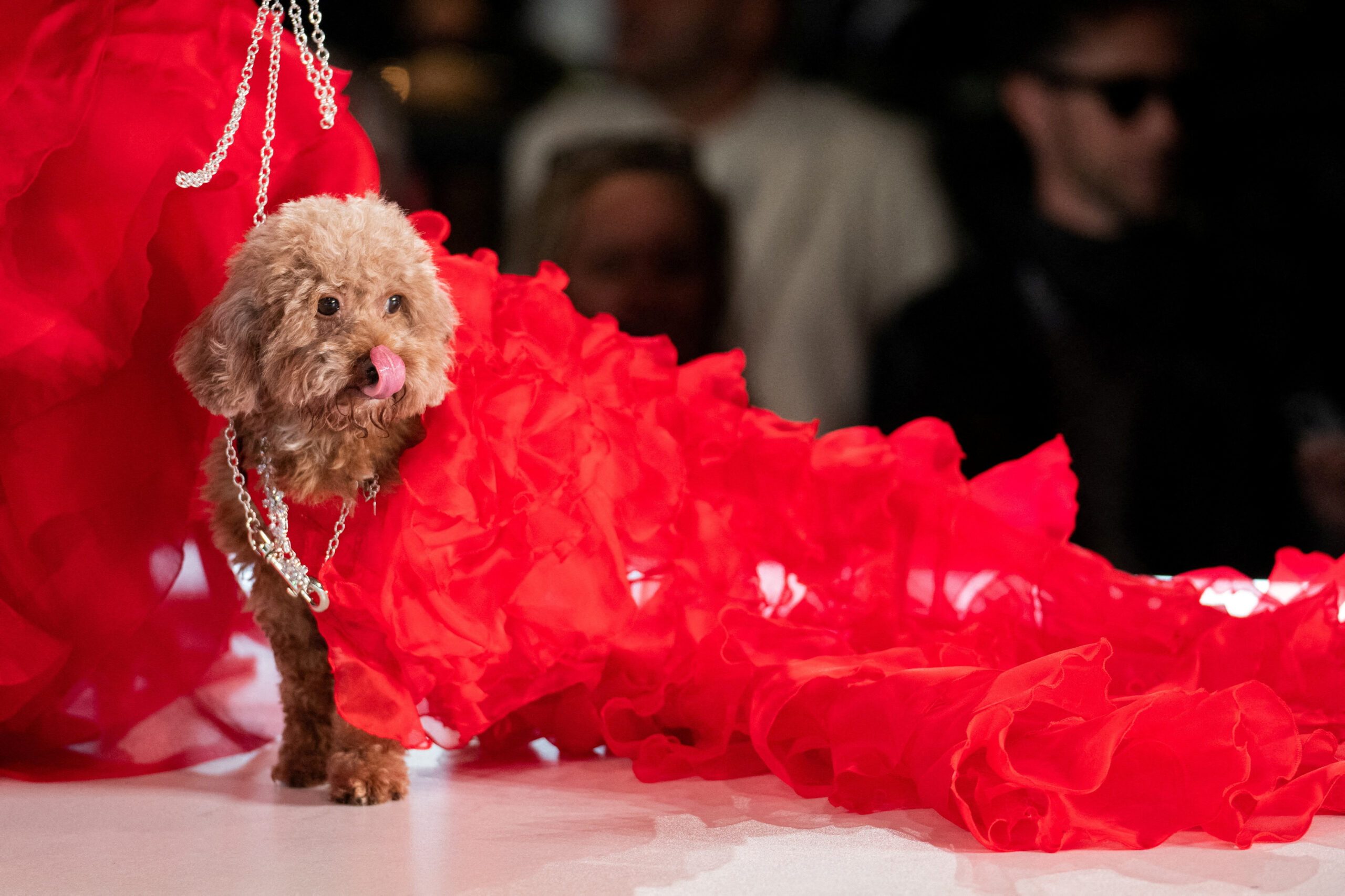 LOOK: Dogs hit the catwalk at New York Fashion Week