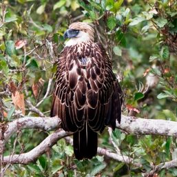 Davao group gets new insights about Philippine eagle behavior