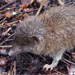 Scientists discover 2 new hedgehog species in Mindanao