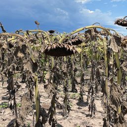 In Argentina’s drought-hit fields, billion-dollar losses and farmers going under