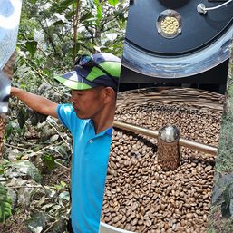 Growing coffee that does not taste like coffee: On cultivating the flavor of Philippine Arabica