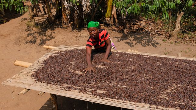 Female-owned farms and companies are growing Ghana’s taste for coffee