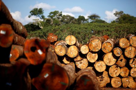 Deforestation in Brazil’s Amazon falls in first month under Lula