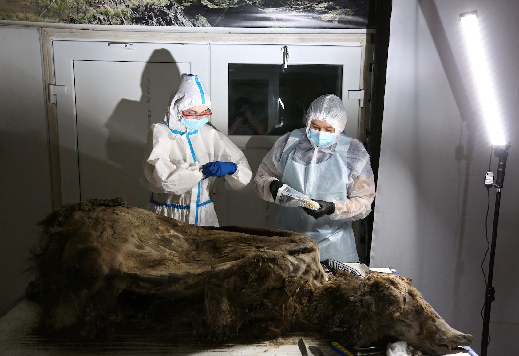 Scientists dissect 3,500-year-old bear discovered in Siberian permafrost