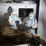 Scientists dissect 3,500-year-old bear discovered in Siberian permafrost
