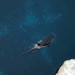 Kiska, Canada’s last captive killer whale, dies