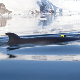 Study explains mealtime for the minke whale, the ocean’s littlest giant