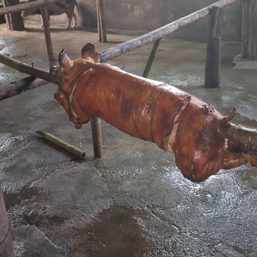 Aklan includes Cebu in ban on live swine, pork products to curtail ASF