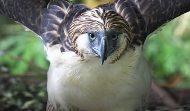 Philippine eagle loaned to Singapore wildlife group dies of infection