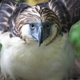Bird on a wire: Groups protect Philippine eagles from power lines