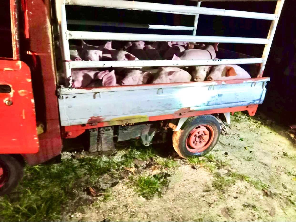 ASF in Carcar City: Cebu, Negros Occidental, Bacolod ban pork products