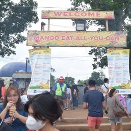 Eat-all-you-can, self-harvest deals await at the Guimaras Mango festival 