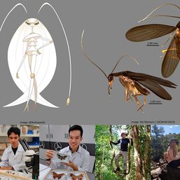 Team led by Filipino entomologist discovers new cockroach now named after a Pokémon