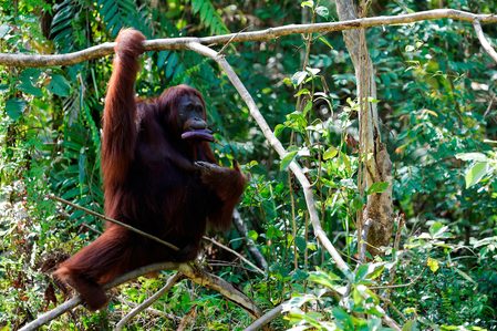 Fears for orangutans, dolphins as Indonesia presses on with new capital